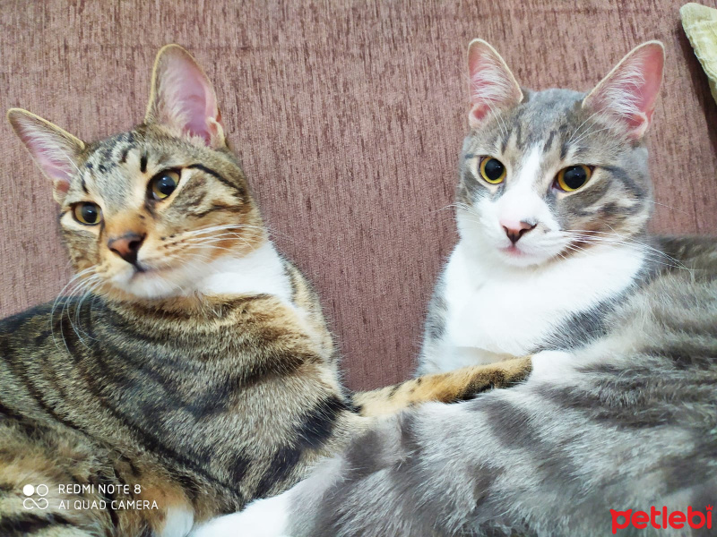 Tekir Kedi, Kedi  Haylaz ve sari fotoğrafı
