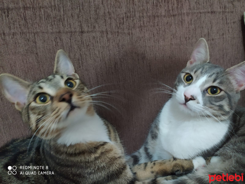 Tekir Kedi, Kedi  Haylaz ve sari fotoğrafı
