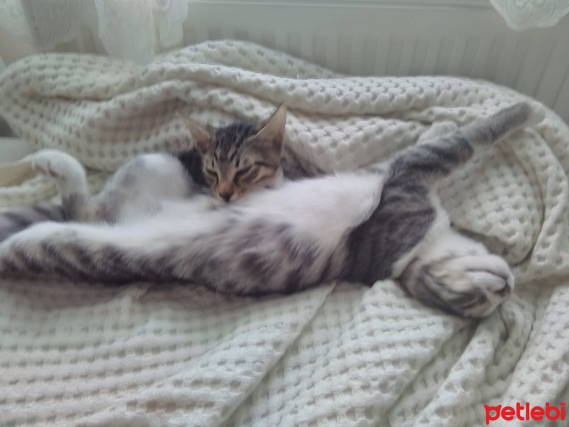 Tekir Kedi, Kedi  Haylaz ve sari fotoğrafı