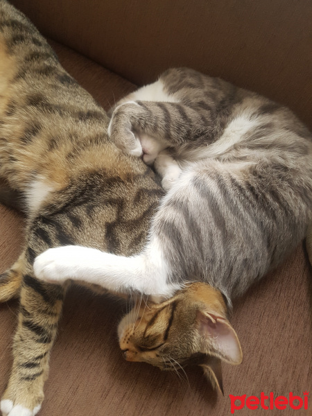 Tekir Kedi, Kedi  Haylaz ve sari fotoğrafı