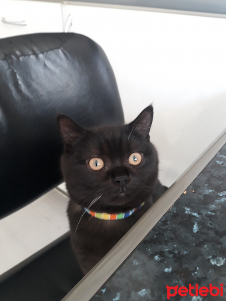 British Shorthair, Kedi  Asit fotoğrafı