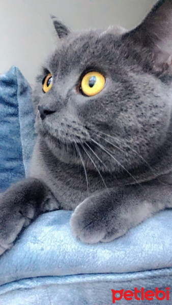 British Shorthair, Kedi  Simba fotoğrafı