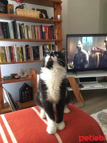 Tuxedo (Smokin) Kedi, Kedi  Robin fotoğrafı