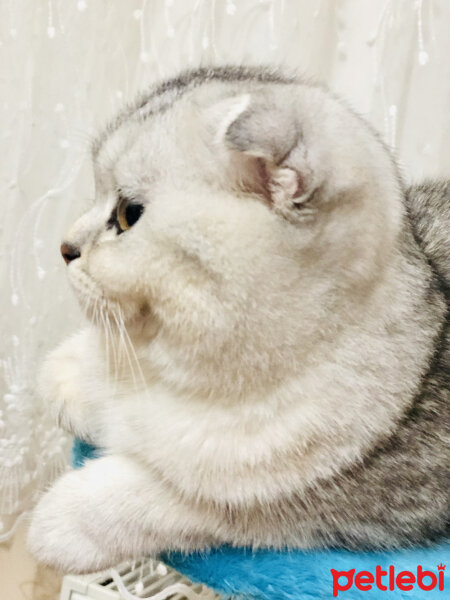 Scottish Fold, Kedi  Karmen fotoğrafı