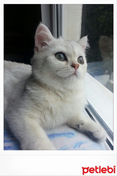 British Shorthair, Kedi  PAMUK fotoğrafı