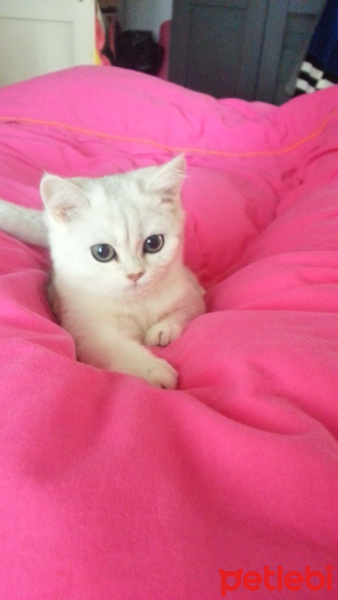 British Shorthair, Kedi  PAMUK fotoğrafı
