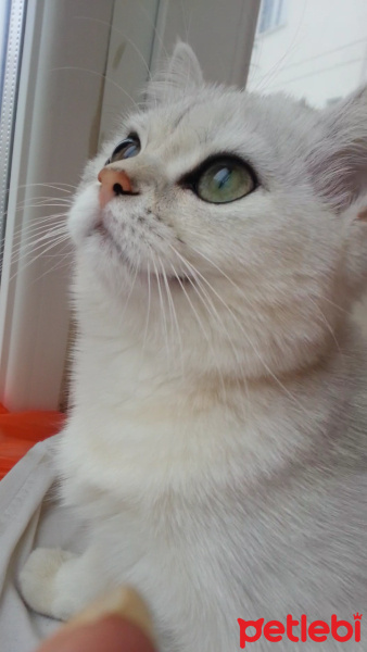 British Shorthair, Kedi  PAMUK fotoğrafı
