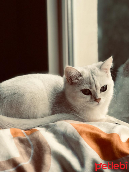 British Shorthair, Kedi  PAMUK fotoğrafı