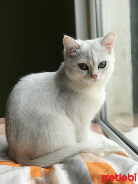 British Shorthair, Kedi  PAMUK fotoğrafı