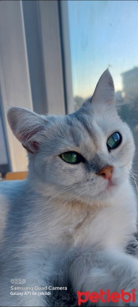 British Shorthair, Kedi  PAMUK fotoğrafı