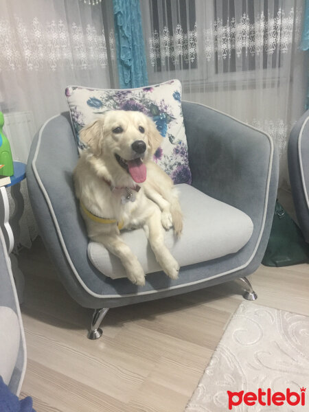 Golden Retriever, Köpek  Köpük fotoğrafı