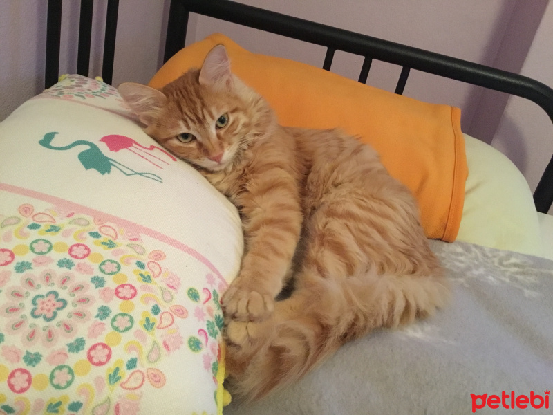 Sarman, Kedi  Temmuz fotoğrafı
