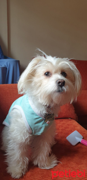 Maltese, Köpek  Latte fotoğrafı