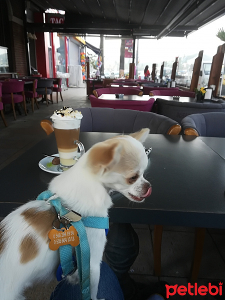 Chihuahua, Köpek  Jeyjey fotoğrafı