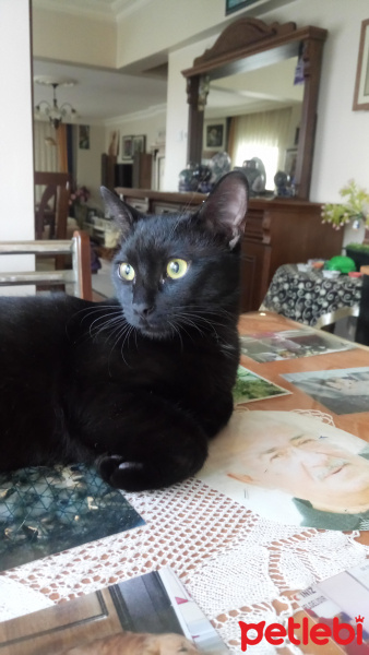 Bombay, Kedi  PANTER fotoğrafı