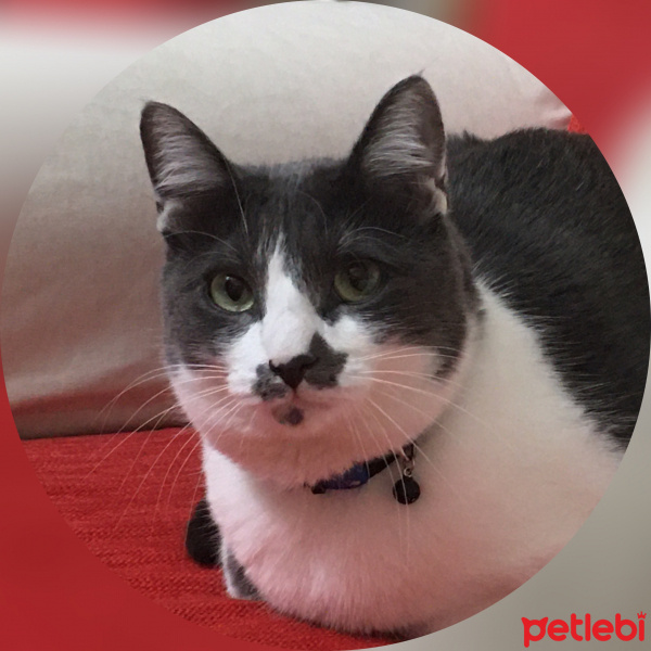 Tekir Kedi, Kedi  pisik fotoğrafı