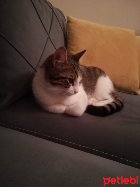 Tekir Kedi, Kedi  frida fotoğrafı