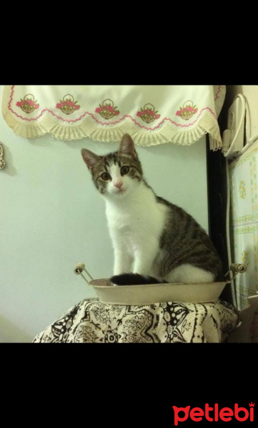Tekir Kedi, Kedi  frida fotoğrafı