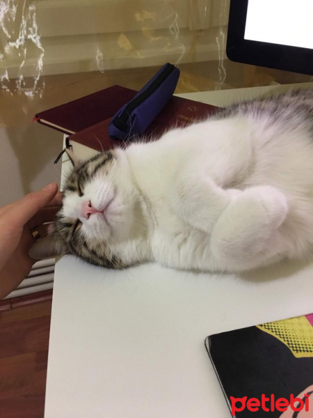 Tekir Kedi, Kedi  frida fotoğrafı