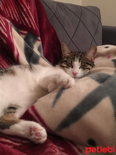 Tekir Kedi, Kedi  frida fotoğrafı