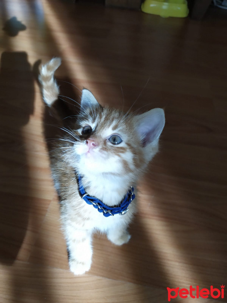 Sarman, Kedi  şimşek zımbo fotoğrafı