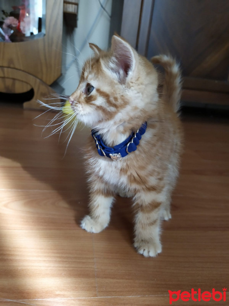 Sarman, Kedi  şimşek zımbo fotoğrafı