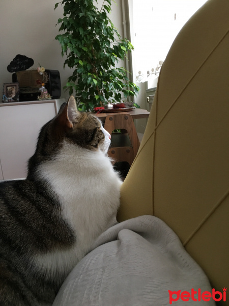 Tekir Kedi, Kedi  Frida fotoğrafı
