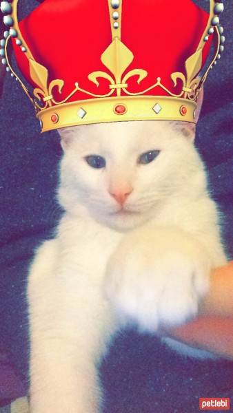 Tekir Kedi, Kedi  paşa fotoğrafı
