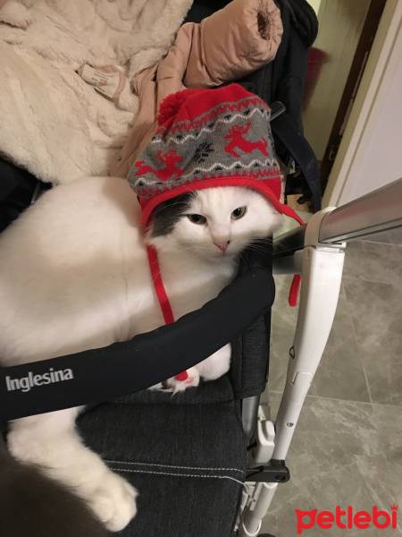 Tekir Kedi, Kedi  Katmer fotoğrafı