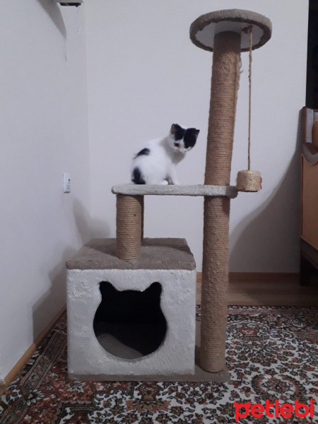 Tekir Kedi, Kedi  mıncır fotoğrafı