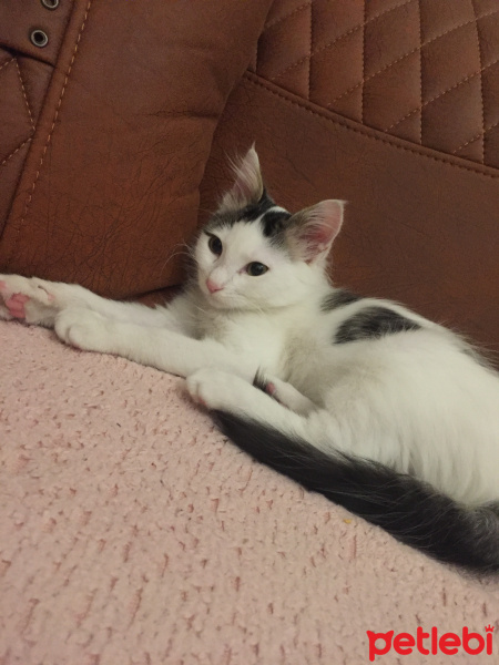 Tekir Kedi, Kedi  maya fotoğrafı