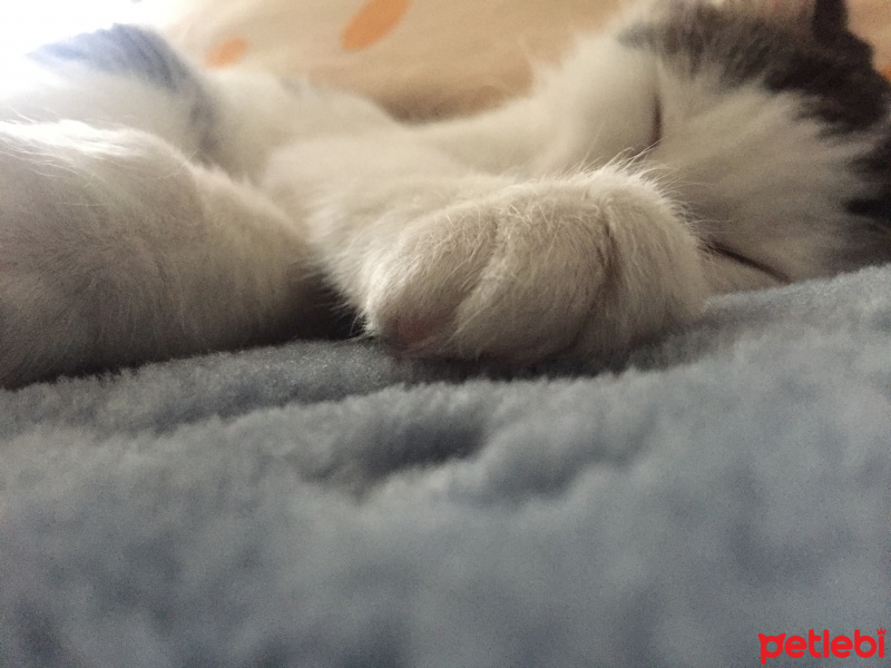 Tekir Kedi, Kedi  maya fotoğrafı