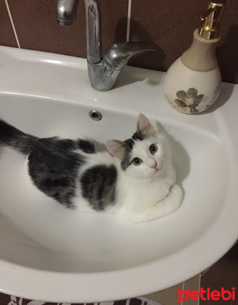 Tekir Kedi, Kedi  maya fotoğrafı