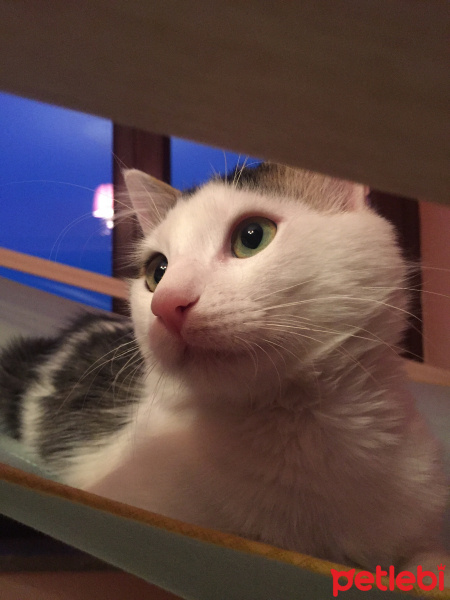 Tekir Kedi, Kedi  maya fotoğrafı