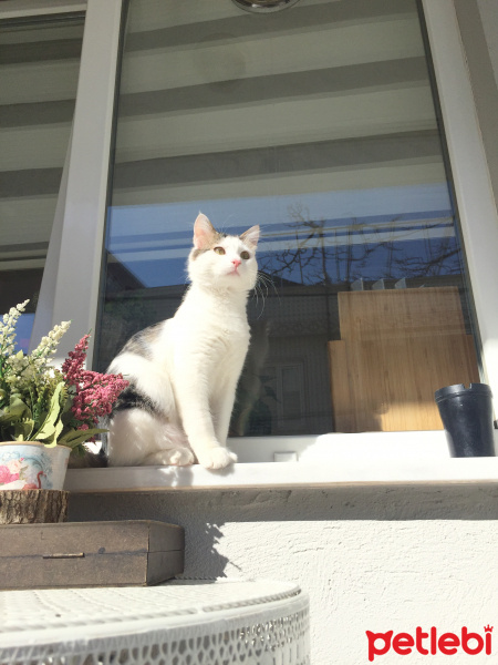 Tekir Kedi, Kedi  maya fotoğrafı