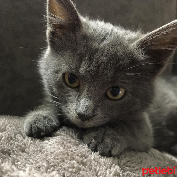 Mavi Rus, Kedi  sofia fotoğrafı