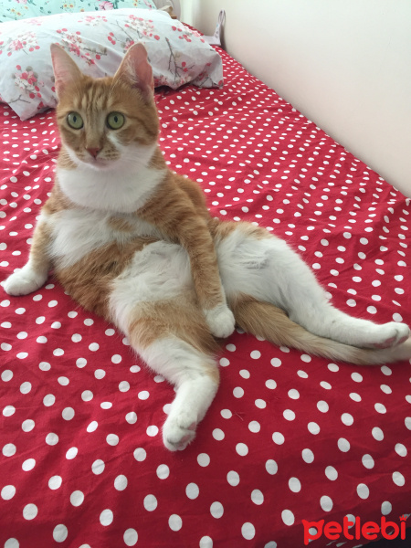 Sarman, Kedi  Selma fotoğrafı