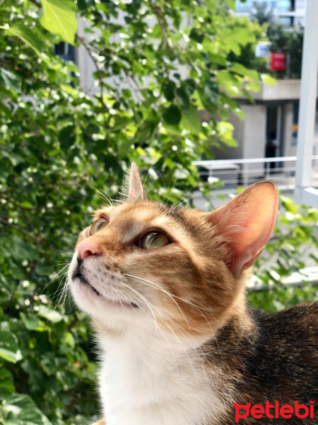 Tekir Kedi, Kedi  Matiloş fotoğrafı