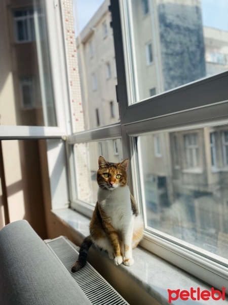 Tekir Kedi, Kedi  Matiloş fotoğrafı