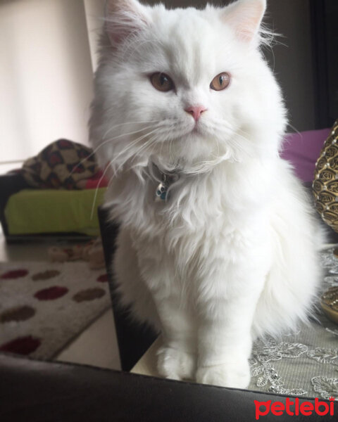 Scottish Fold, Kedi  EROS fotoğrafı