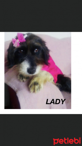 Maltese, Köpek  LADY fotoğrafı