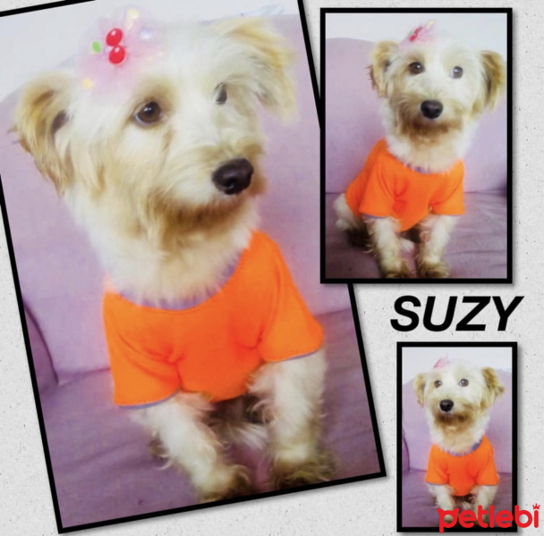 Maltese, Köpek  SUZY fotoğrafı