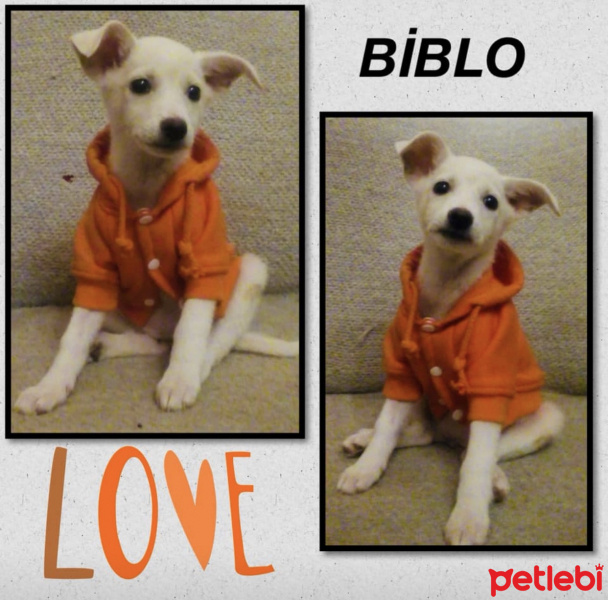 Jack Russell Terrier, Köpek  BİBLO fotoğrafı