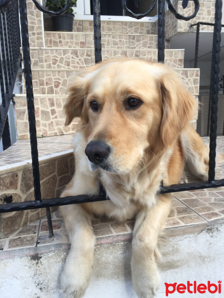 Golden Retriever, Köpek  Sirince fotoğrafı
