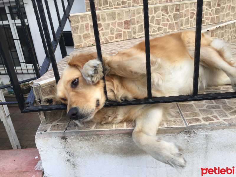 Golden Retriever, Köpek  Sirince fotoğrafı