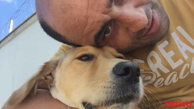 Golden Retriever, Köpek  Sirince fotoğrafı