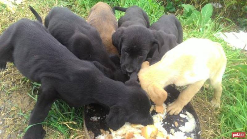 Amerikan Staffordshire Terrier, Köpek  Kimsesiz fotoğrafı