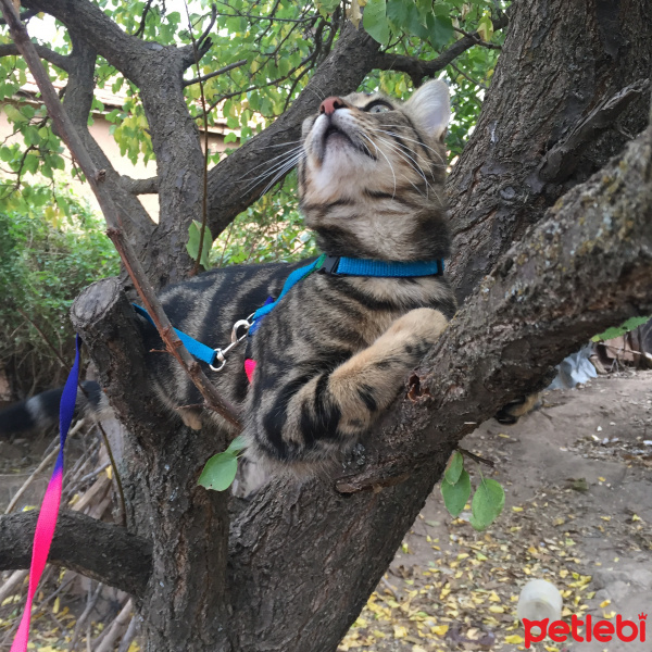 Tekir Kedi, Kedi  Tarçın fotoğrafı