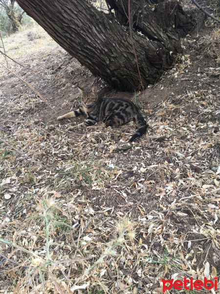 Tekir Kedi, Kedi  Tarçın fotoğrafı
