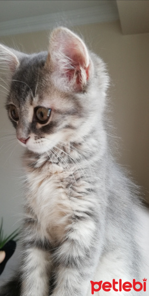 Norwegian Forest, Kedi  Sakız fotoğrafı